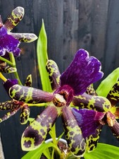 Rare Form Oncidium Hybrid IN FLOWER