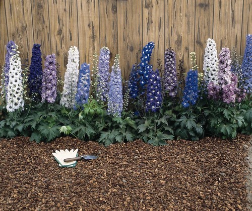 Delphinium magic fountains mix - fountains,