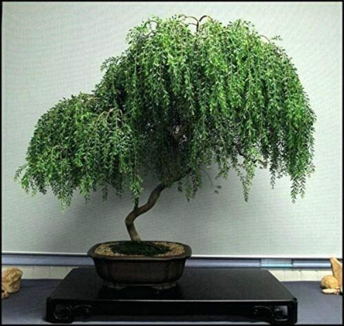 Weeping willow bonsai - willow,