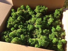 BULK MOSS Model Scenery Tree