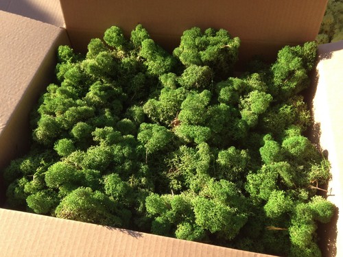 Bulk moss model scenery - model, tree