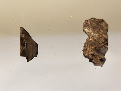Real rex tooth fragment and - real,