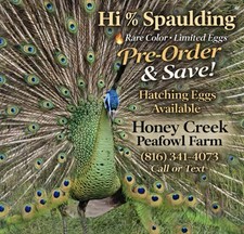*10* Rare Peafowl Peacock