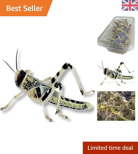 Live locusts for reptiles 25 - live,