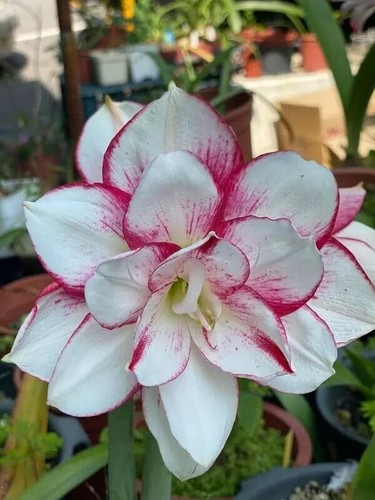 Pretty amaryllis double - pretty,