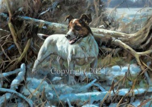 Jack russell dog the snow - the,