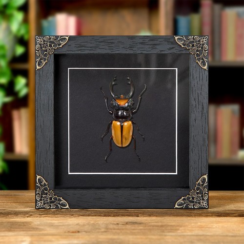 Stag beetle baroque style - beetle,