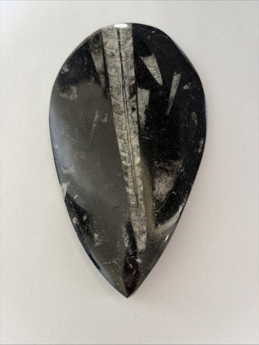 Polished moroccan orthoceras - moroccan,