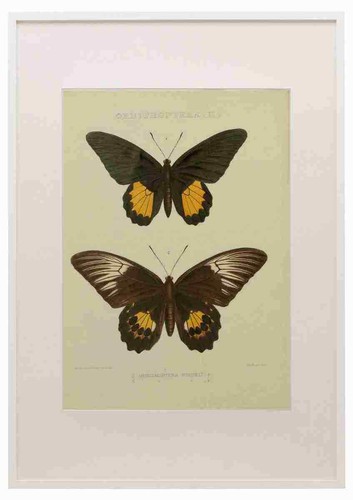 Fisher maud hormanexotica 1887 - fisher,