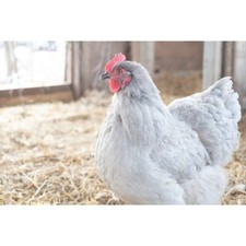 Poultry Bedding Wood Fibre