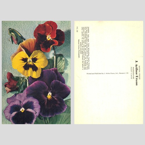 Vintage postcard pansies - postcard,