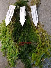 3 x Mixed leaded bunches of