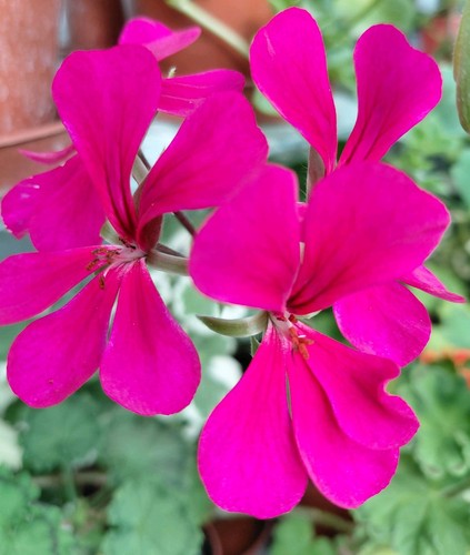 Pelargonium surcouf - 'surcouf',