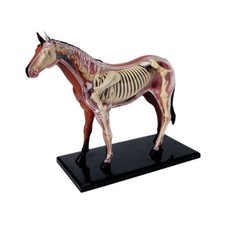 Horse Anatomy Model with