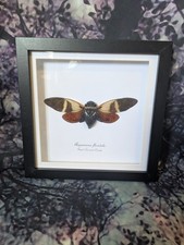 Giant Coconut Cicada