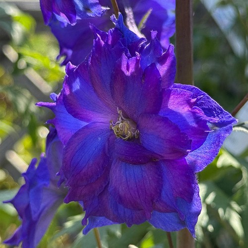 Delphinium pagan purples new - pagan,