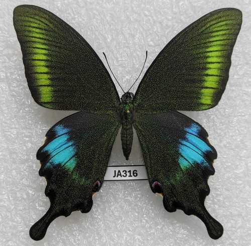 Papilio polyctor 1f - polyctor,
