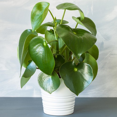 Peperomia raindrop teardrop - -,