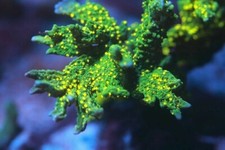 Hirsuta Montipora Monti Branching SPS Coral Frag Reef not Soft LPS Hammer Torch 