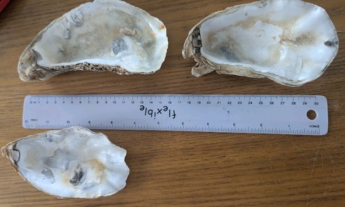 Giants oysters shells 500 - oysters, gr