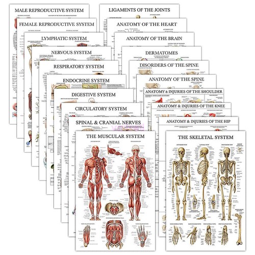 2024 new human anatomy - 2024,