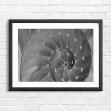 Natural Nautilus Shell Spiral