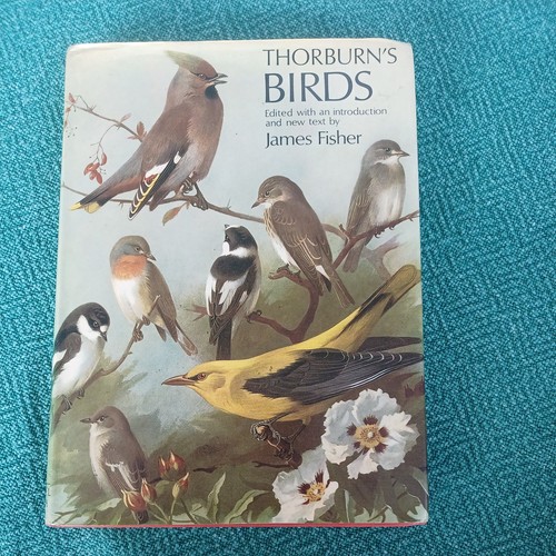 1st 1967 thorburn birds - 1967,