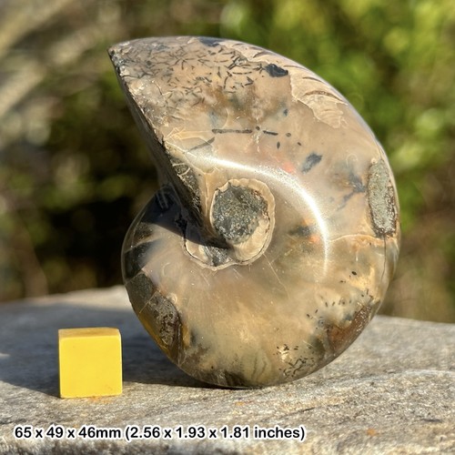 Nautilus fossil cretaceous - fossil,