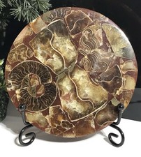 11cm Large Ammonite Crystal