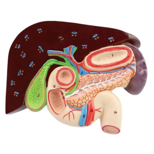 Human stomach anatomy model - stomach,