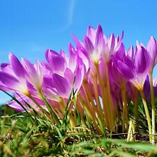 5 to 50 Crocus Ruby Giant Bulb