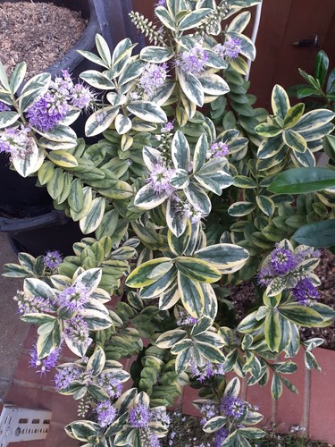 Hebe purple flower outdoor - x,