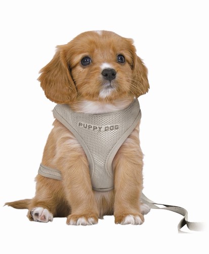 Dog harness with leash for