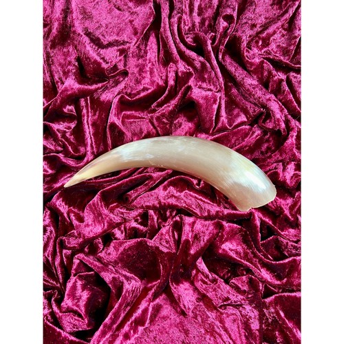 Vintage curiosity taxidermy - -,