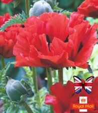 ORIENTAL POPPY “King Kong”  100 SEEDS HEARDY PERENNIAL PAPAVER GIANT RED FLOWERS