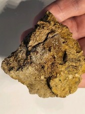 Large T-REX Caudal Vertebra