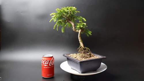 Yew bonsai tree pre penjing - pre,