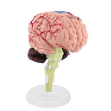 4D Disassembled Anatomical Human Brain Model Anatomy Teaching Tool Toy