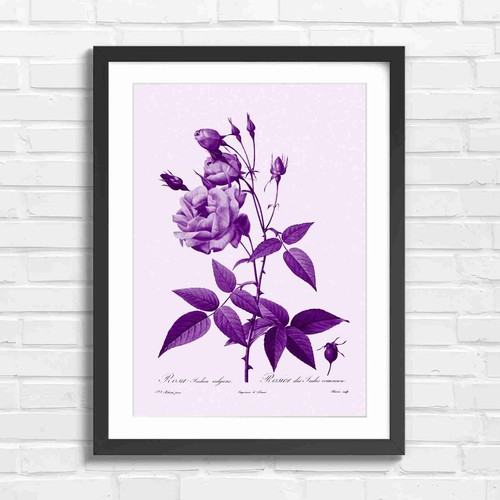 Vintage pink rose - vintage, botanical