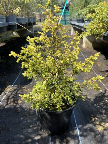 Juniper gold cone - 'gold, |
