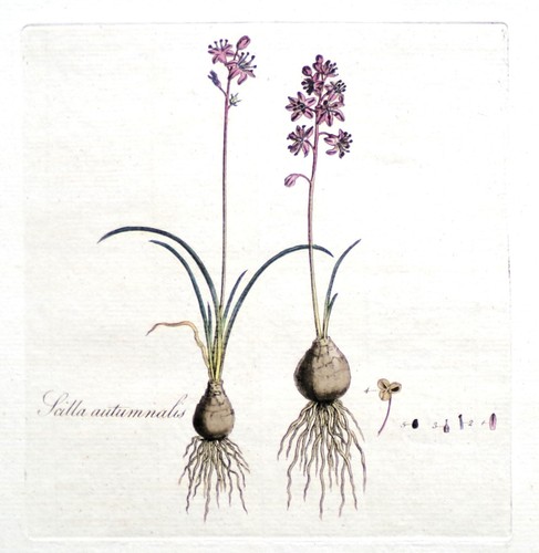 Antique botanical print - botanical,
