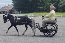New Black Leather PONY Driving