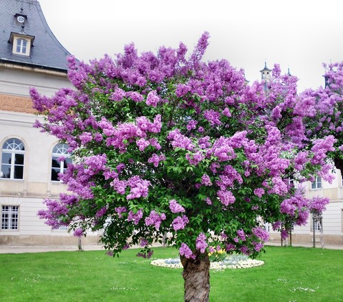 1000 pcs late lilac - late, tree