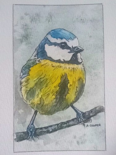 Blue tit original - ,blue,