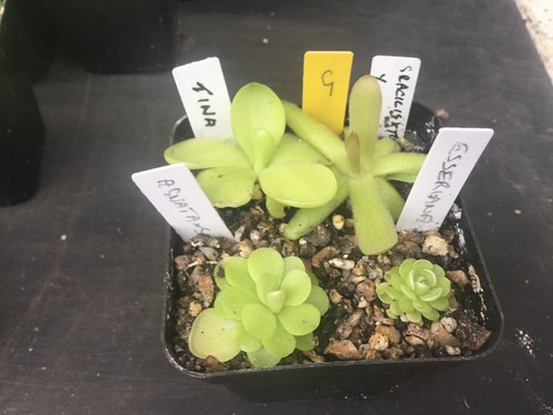 Pinguicula collection - pinguicula, g.