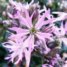 Ragged robin plug plants