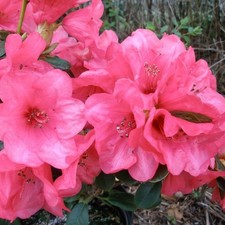 Rhododendron 'Whispering Rose'.  7L. large specimen