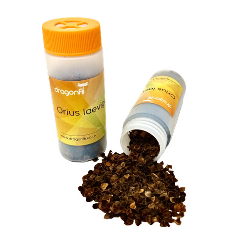 Dragonfli thrip adult larvae - dragonfli,