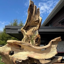 Large Hollowed Driftwood