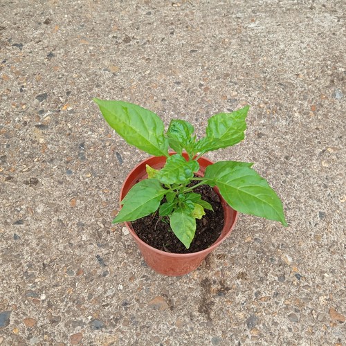 Natural home grown chilli - 1,